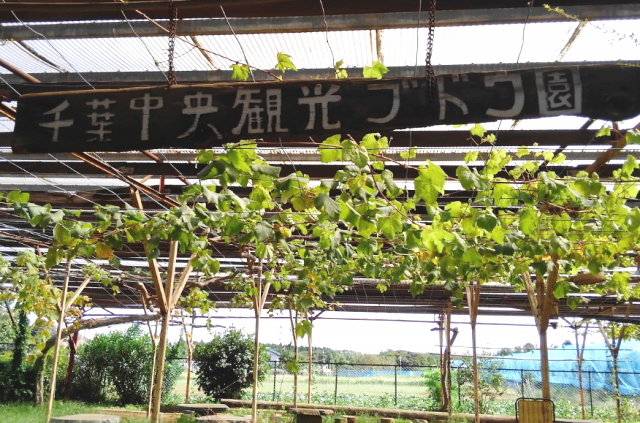 ブドウ ナシ クリ 千葉中央観光農園 千葉県の人気スポット 観光地ガイド