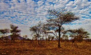 セレンゲティ国立公園　タンザニア